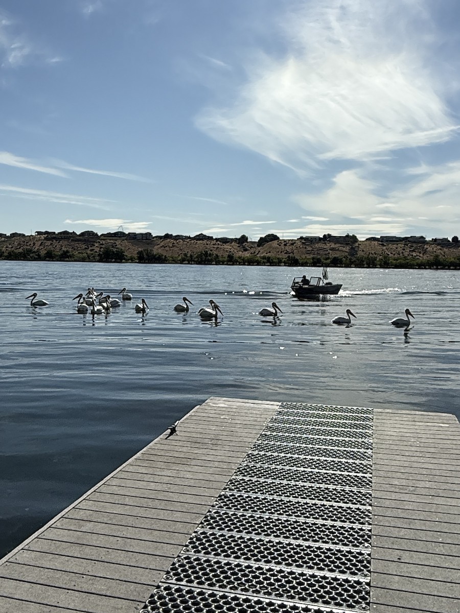 American White Pelican - ML638172681