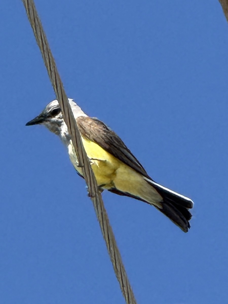 Western Kingbird - ML638172691