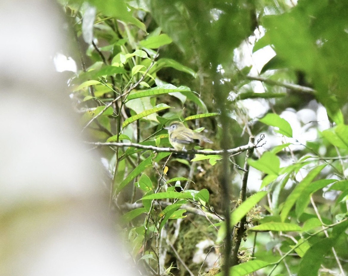 Eye-ringed Flatbill - ML638172695
