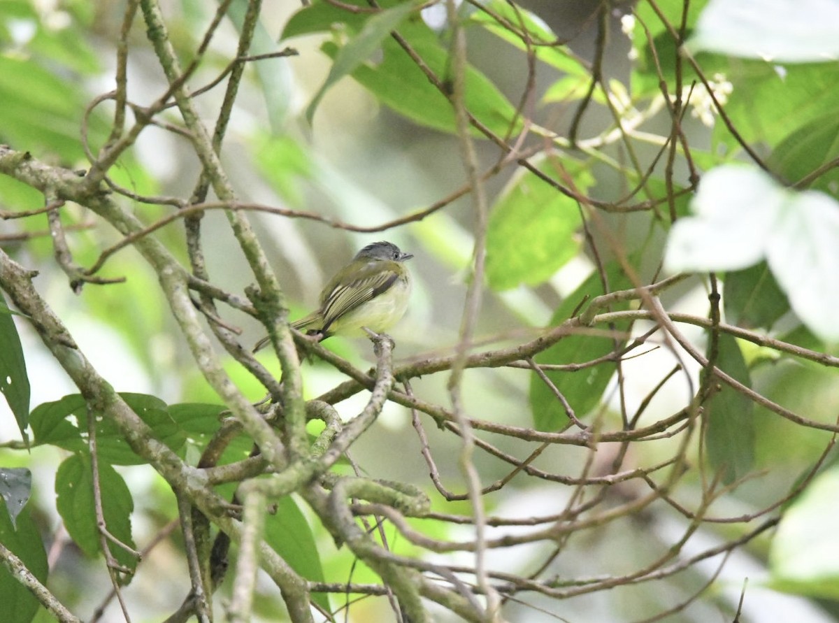 Yellow-olive Flatbill - ML638172703