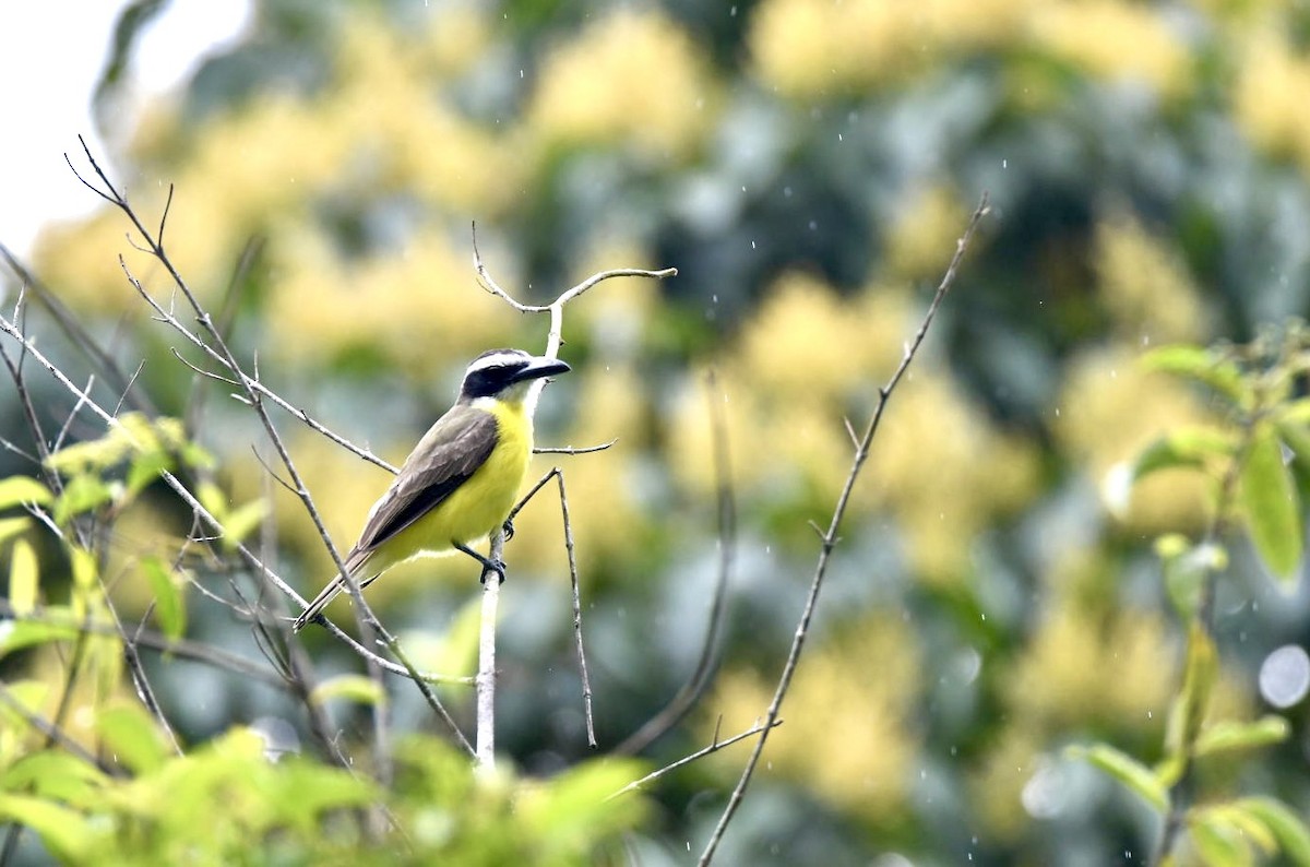 Boat-billed Flycatcher - ML638172705
