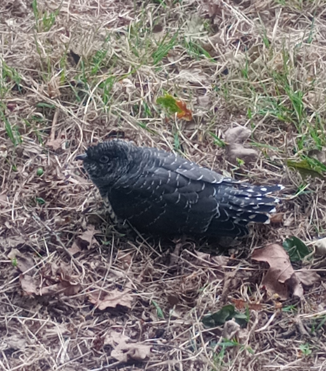 Common Cuckoo - ML638172726