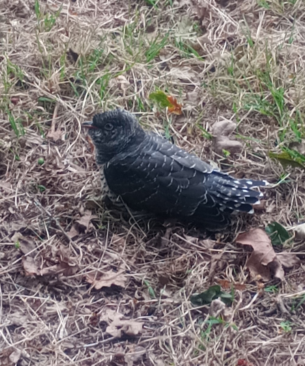 Common Cuckoo - ML638172727