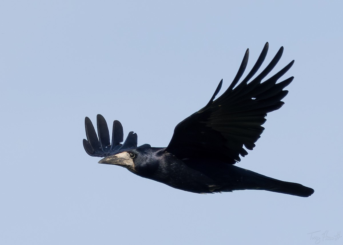 Rook - ML638172769