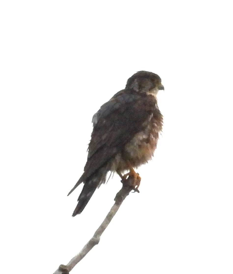 Merlin - ML638172772