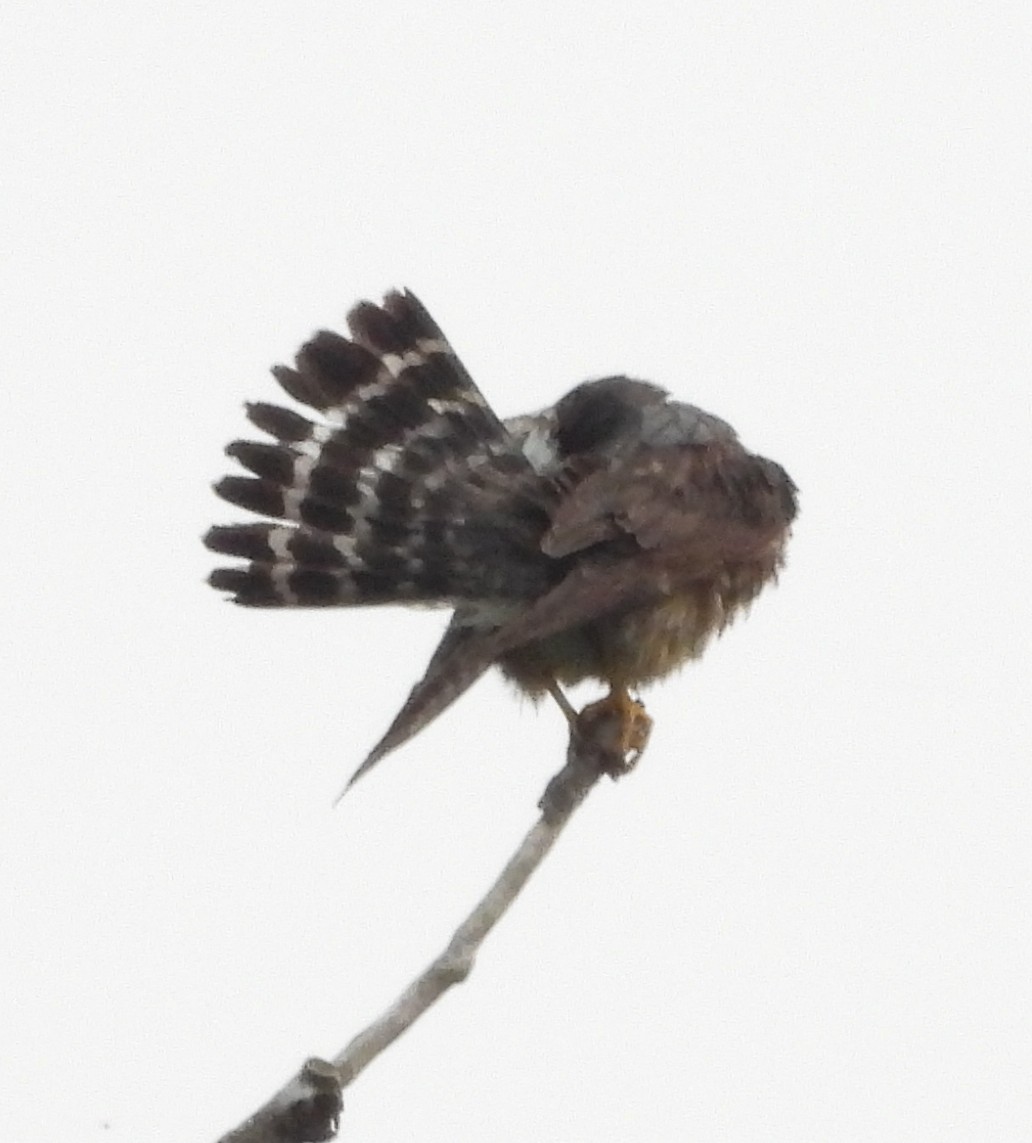 Merlin - ML638172774