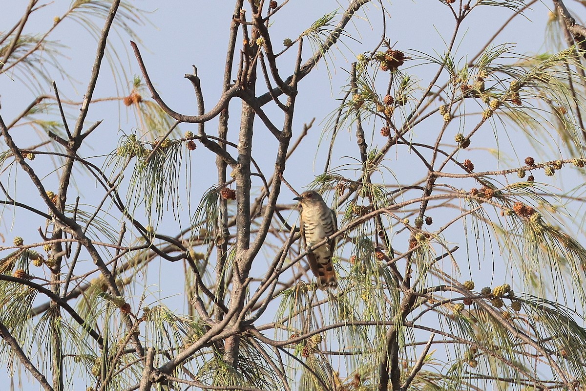 Little Bronze-Cuckoo - ML638172793