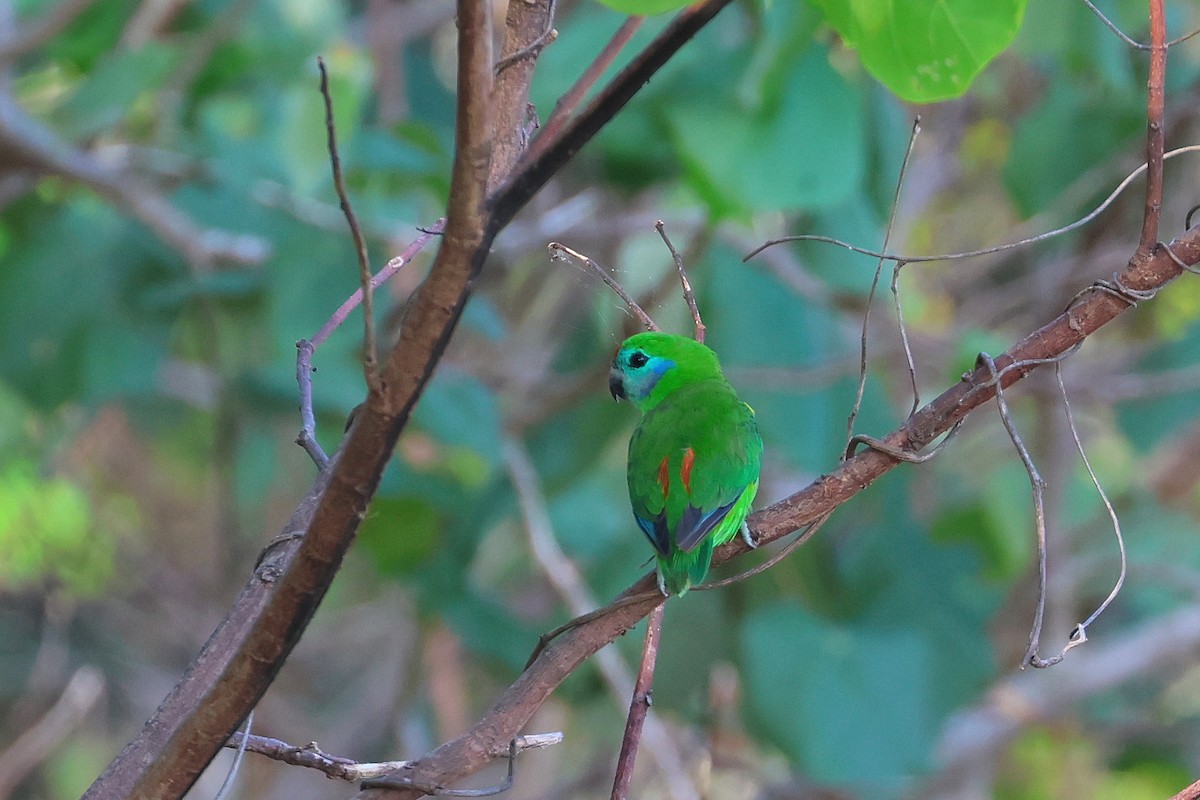 Double-eyed Fig-Parrot - ML638172794