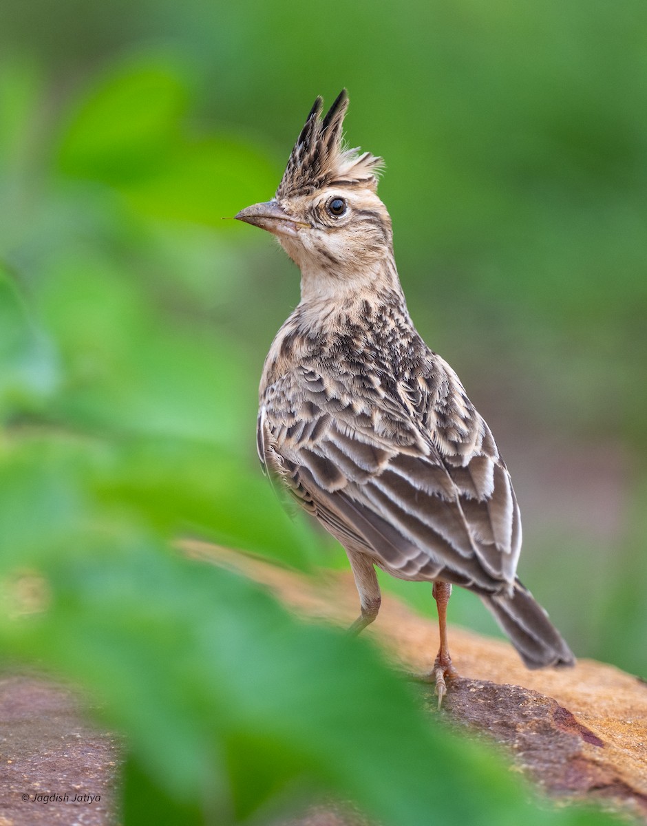 Tawny Lark - ML638172795