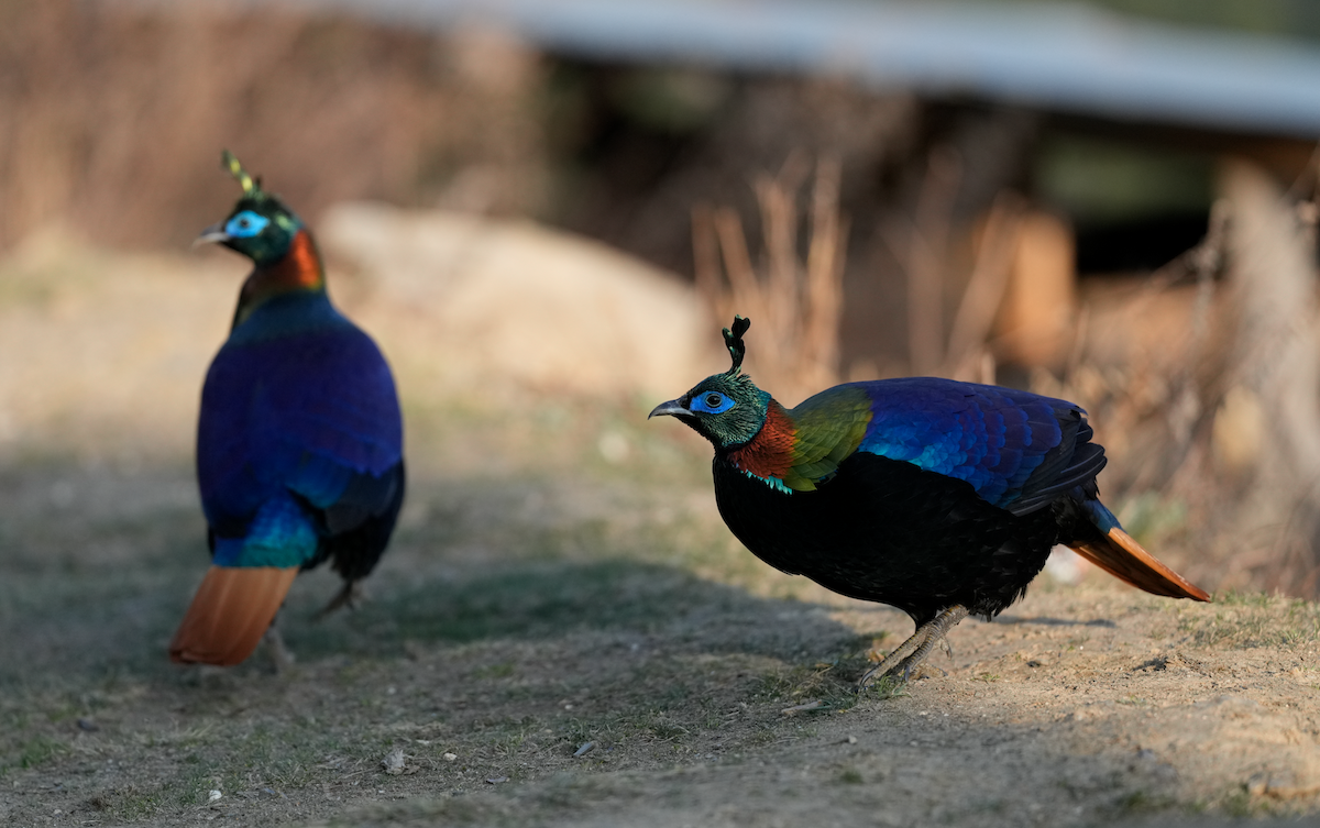 Himalayan Monal - ML638172799