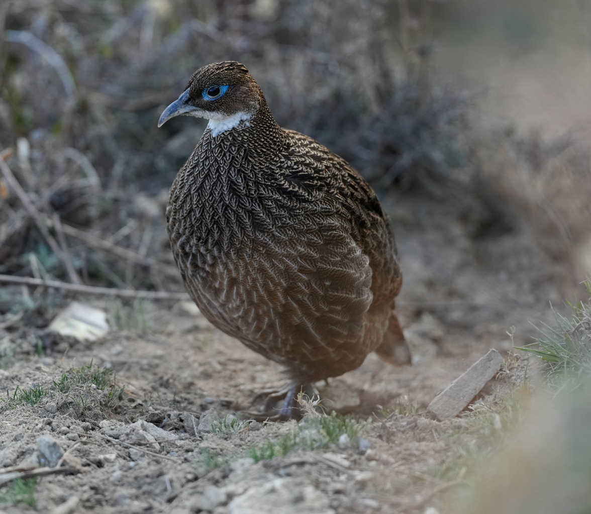 Himalayan Monal - ML638172801