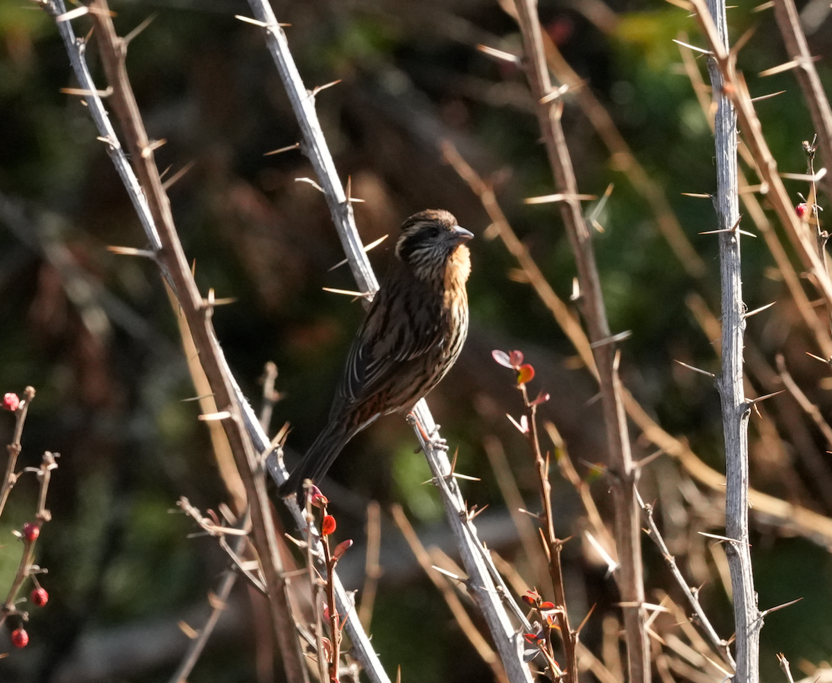 Himalayan White-browed Rosefinch - ML638172803