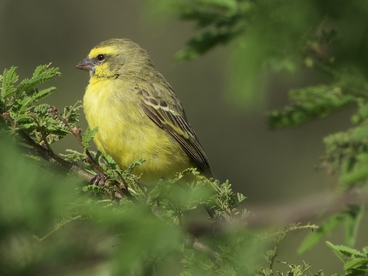 Yellow-fronted Canary - ML638172816