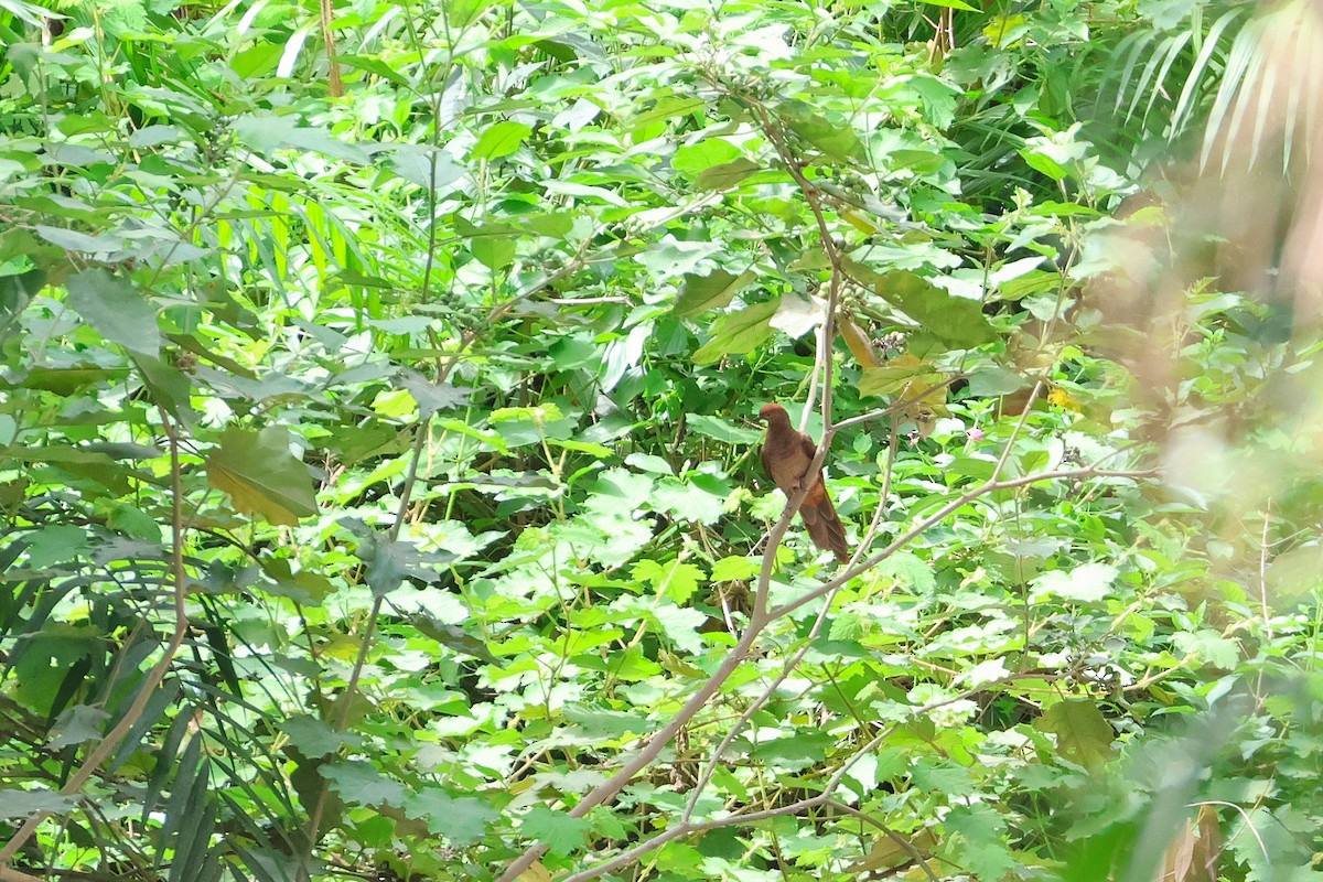 Brown Cuckoo-Dove - ML638172820