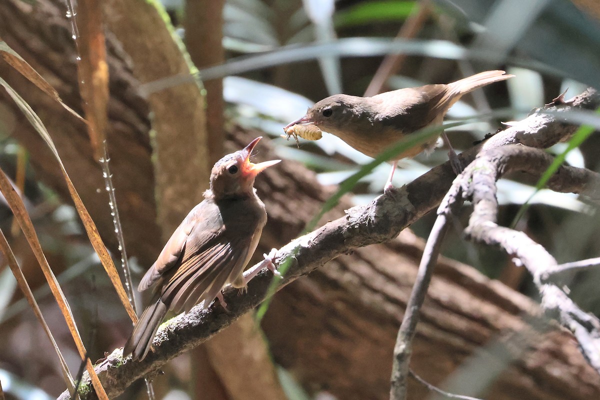 Rufous Shrikethrush - ML638172825