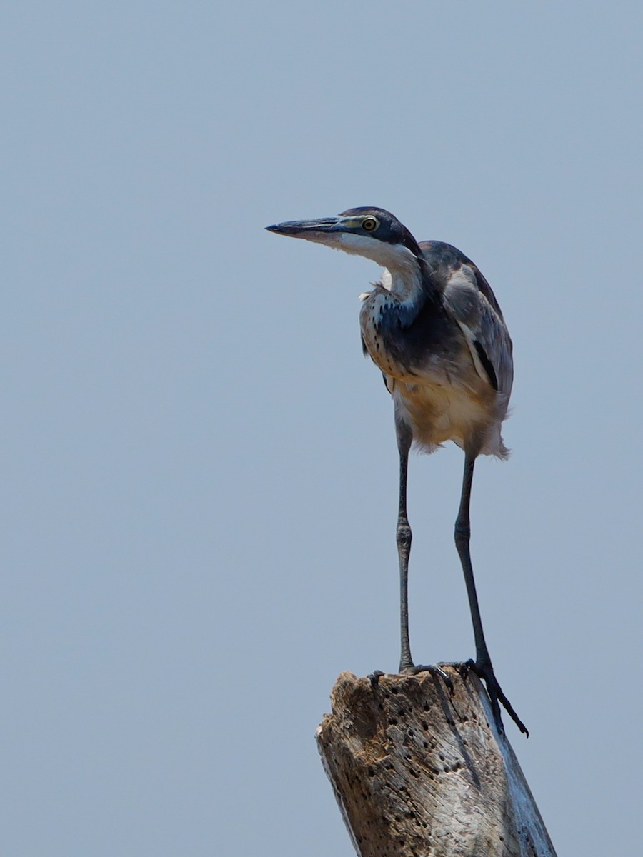 Black-headed Heron - ML638172827
