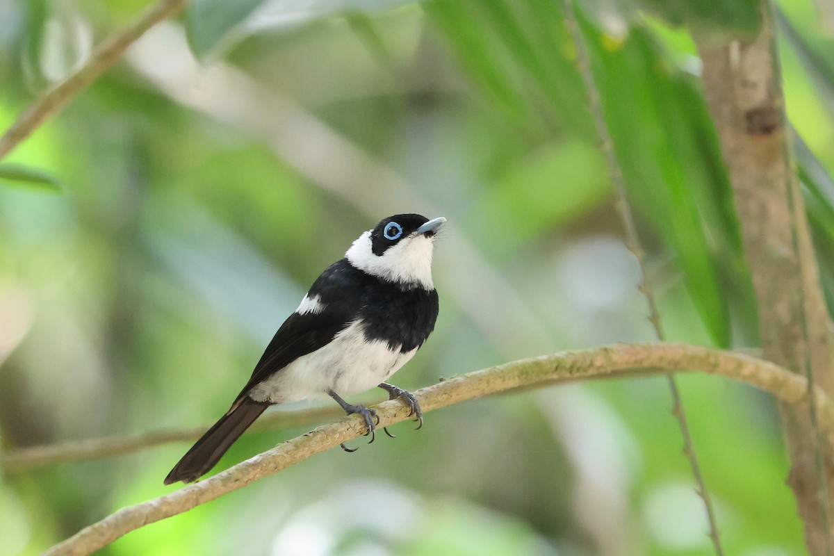 Pied Monarch - ML638172833