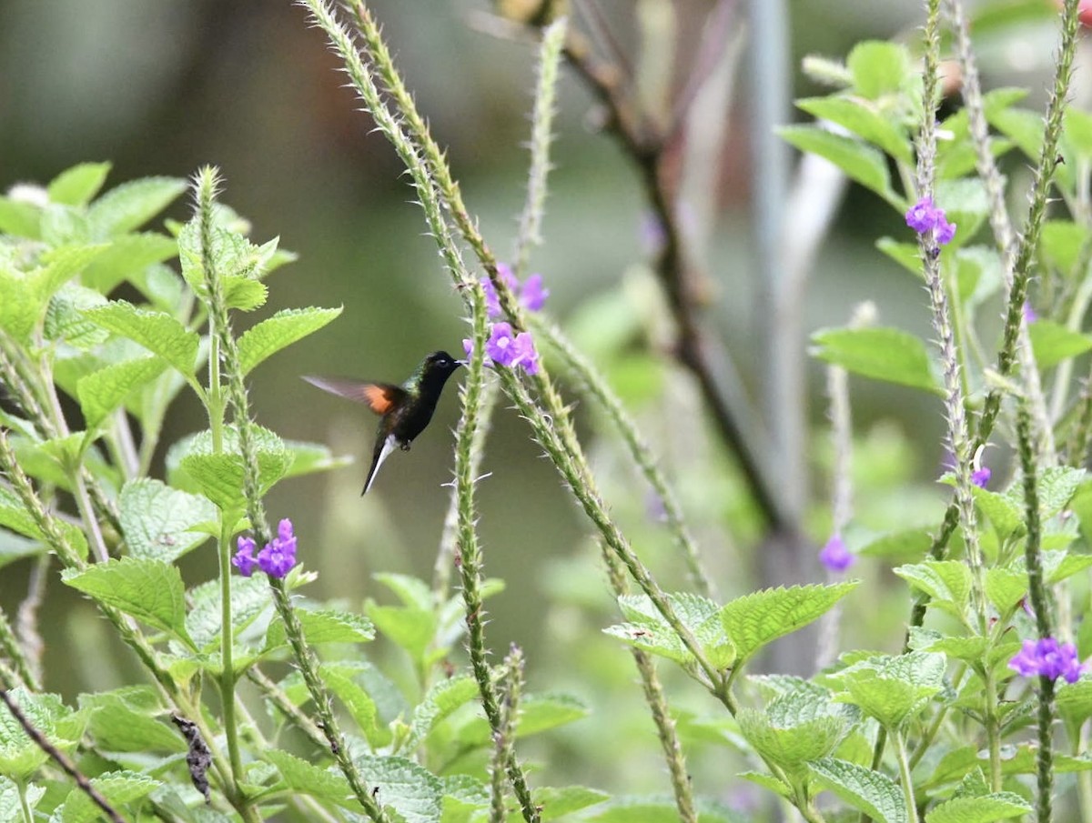 Black-bellied Hummingbird - ML638172835