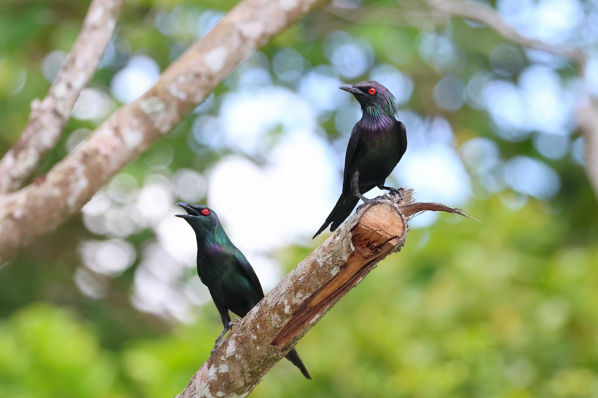 Metallic Starling - ML638172846