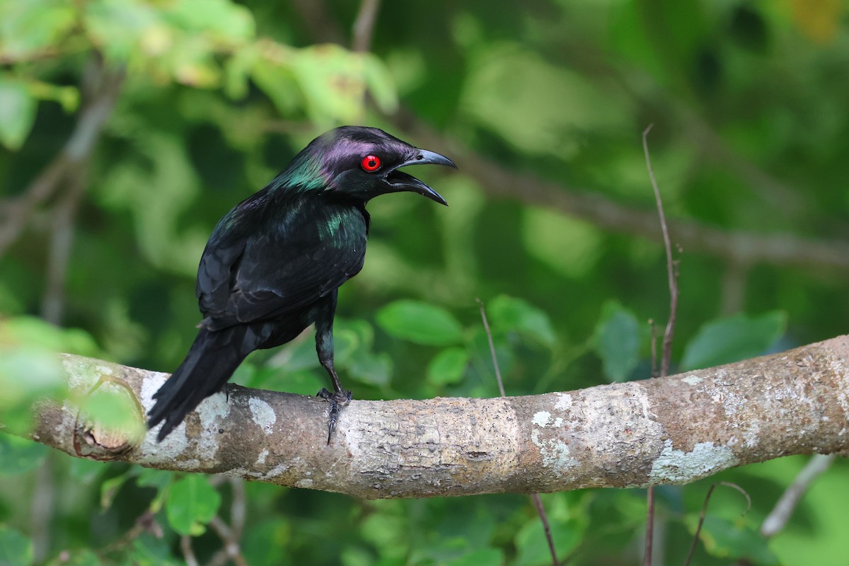 Metallic Starling - ML638172847