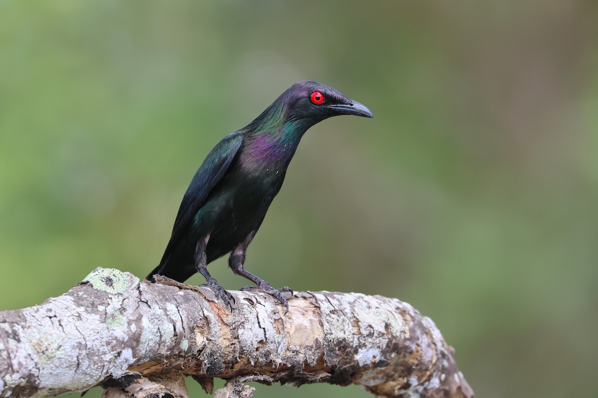Metallic Starling - ML638172848
