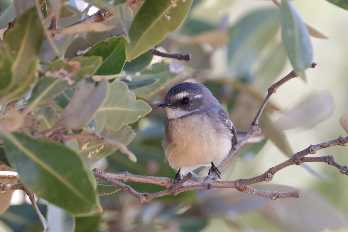 Mangrove Fantail - ML638172856
