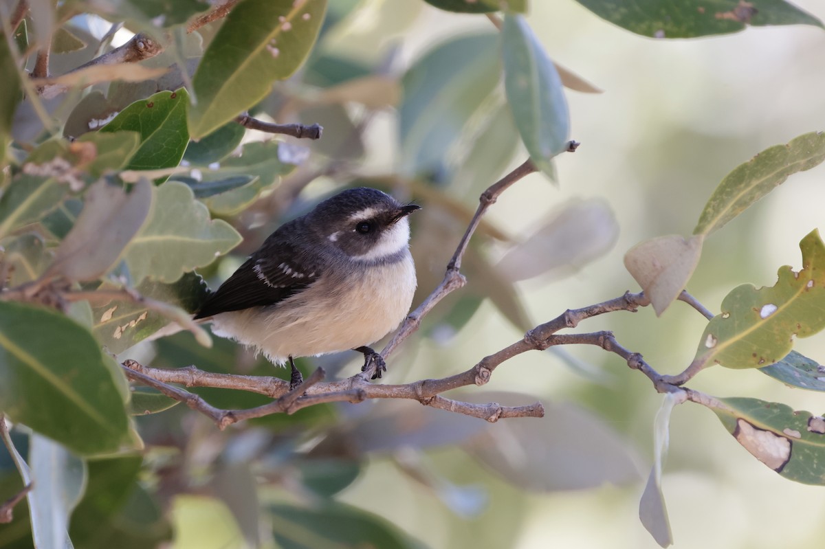 Mangrove Fantail - ML638172857