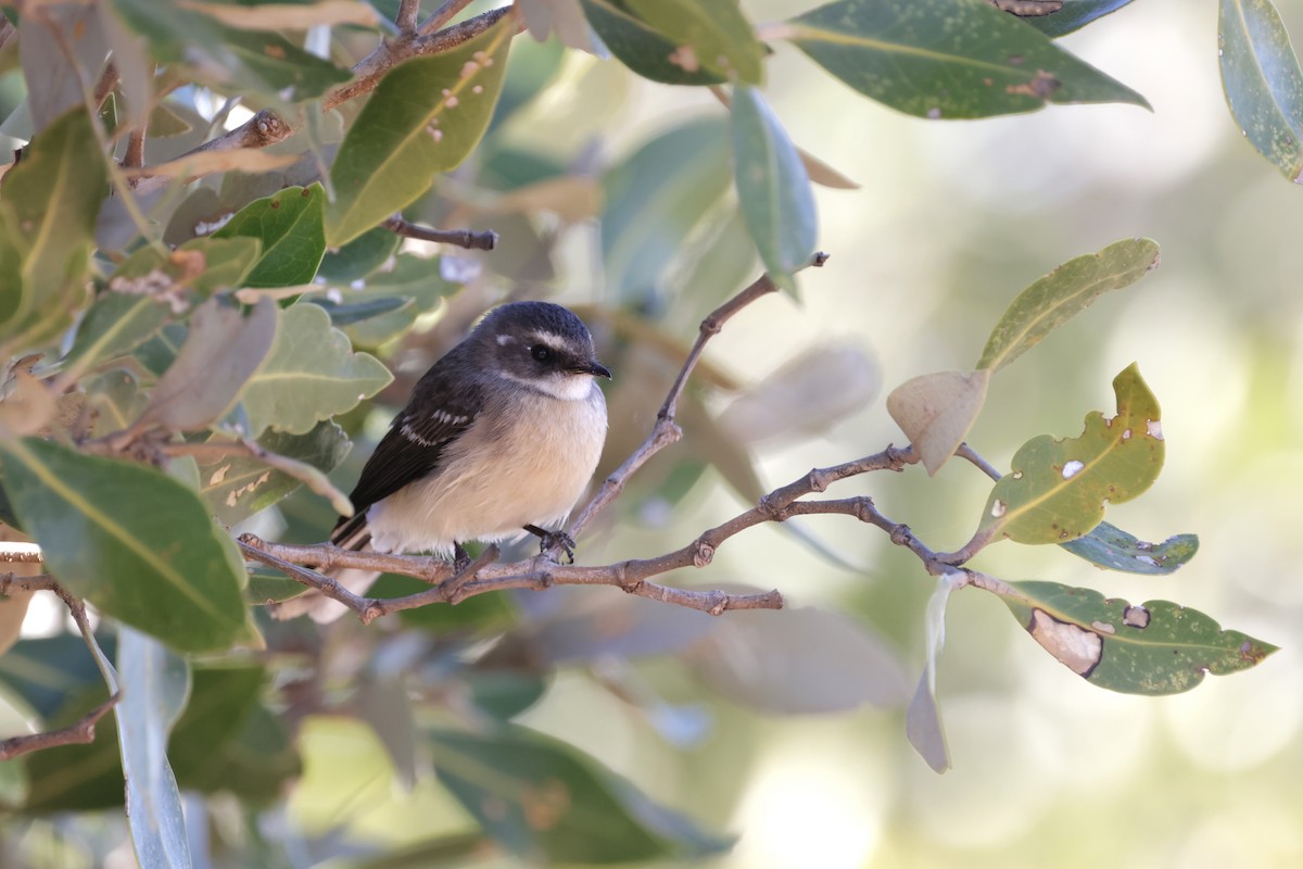 Mangrove Fantail - ML638172858