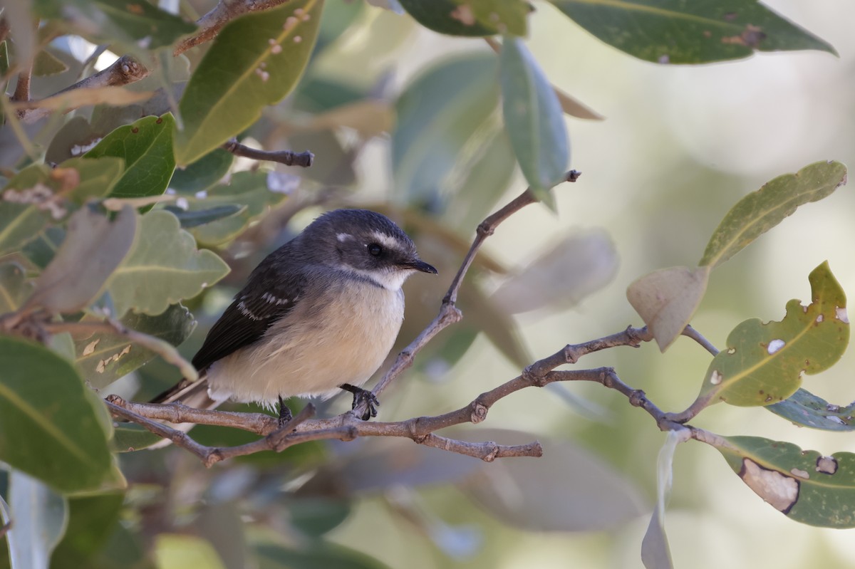 Mangrove Fantail - ML638172859