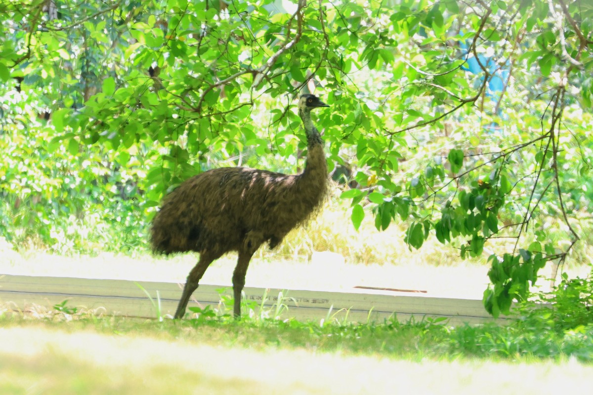 Emu - ML638172885