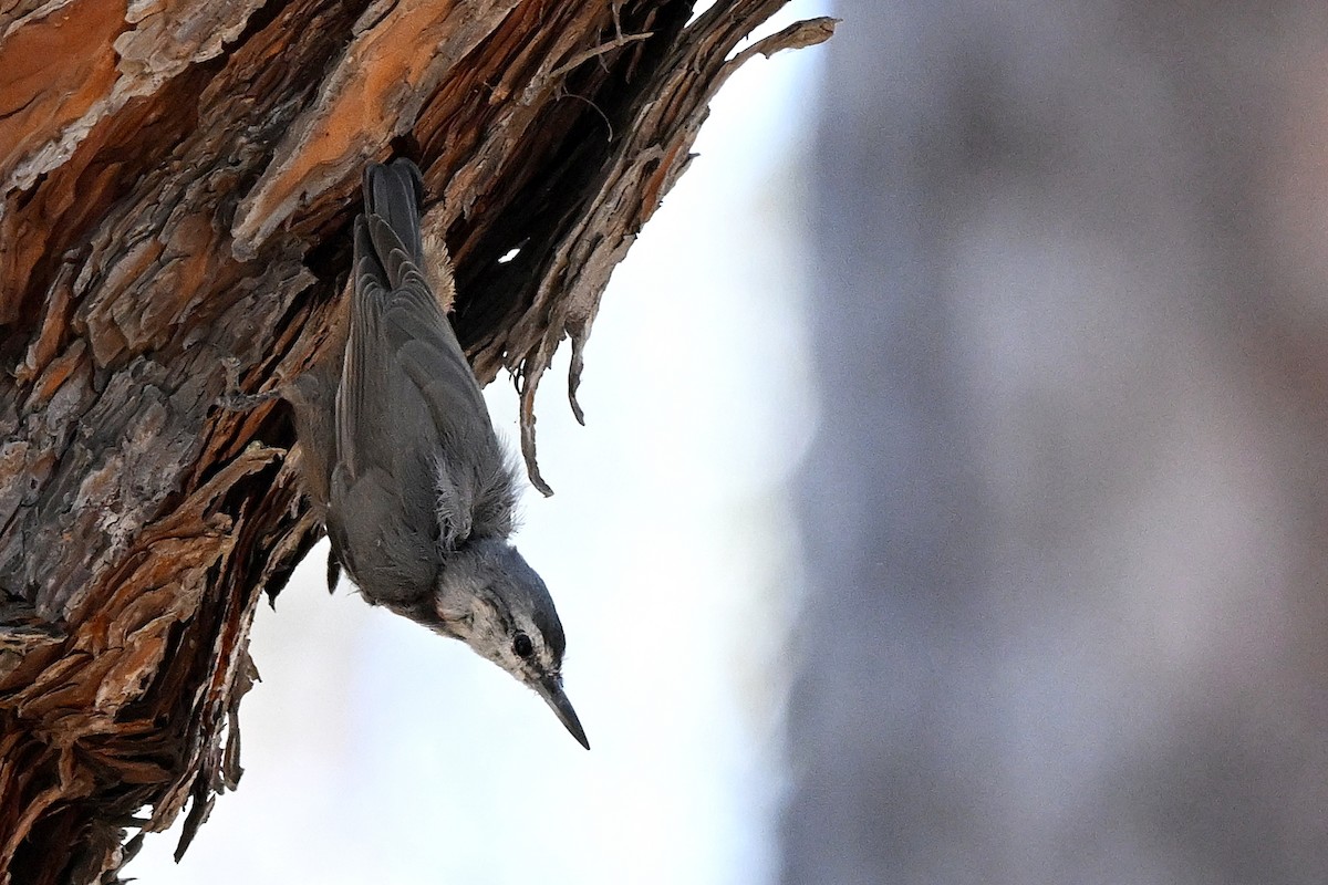 Krüper's Nuthatch - ML638172887