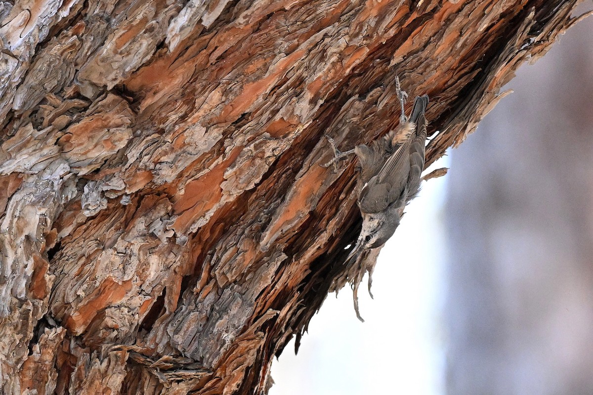 Krüper's Nuthatch - ML638172888