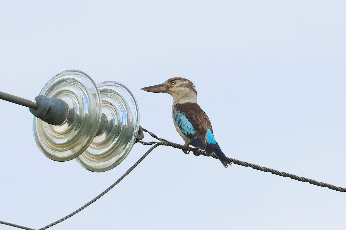 Blue-winged Kookaburra - ML638172903