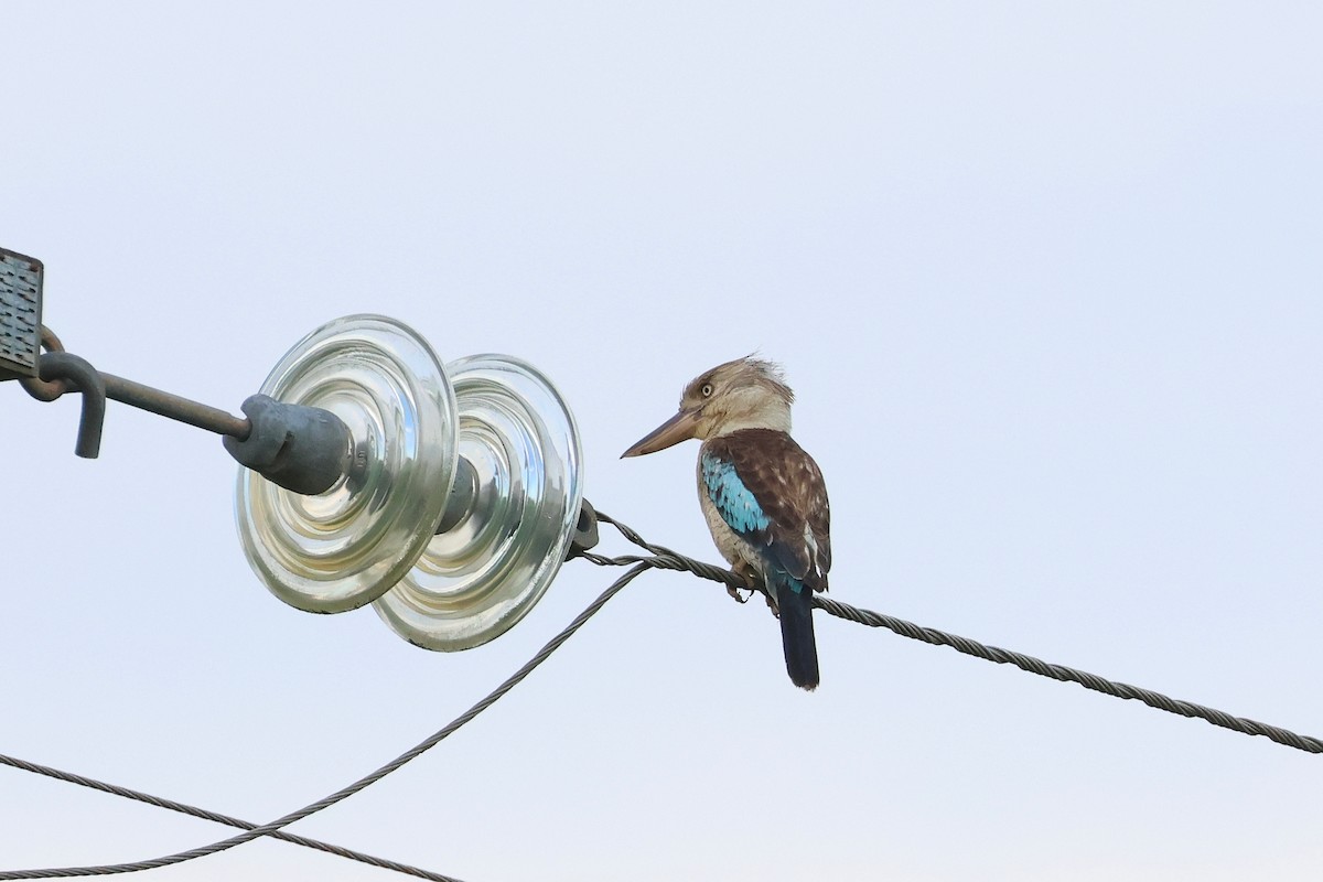 Blue-winged Kookaburra - ML638172904