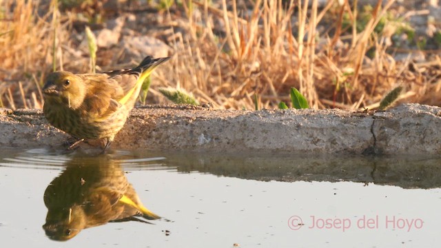 grønnfink - ML638172908