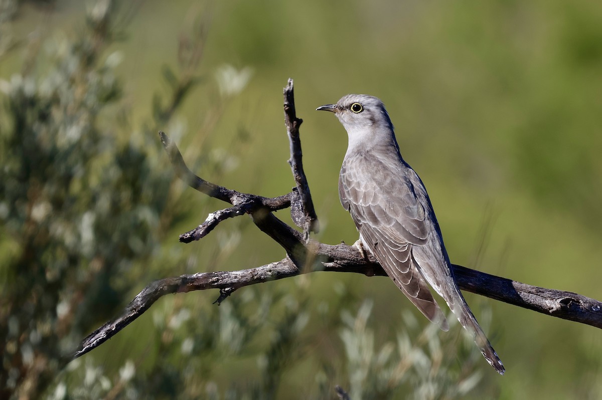 Pallid Cuckoo - ML638172970