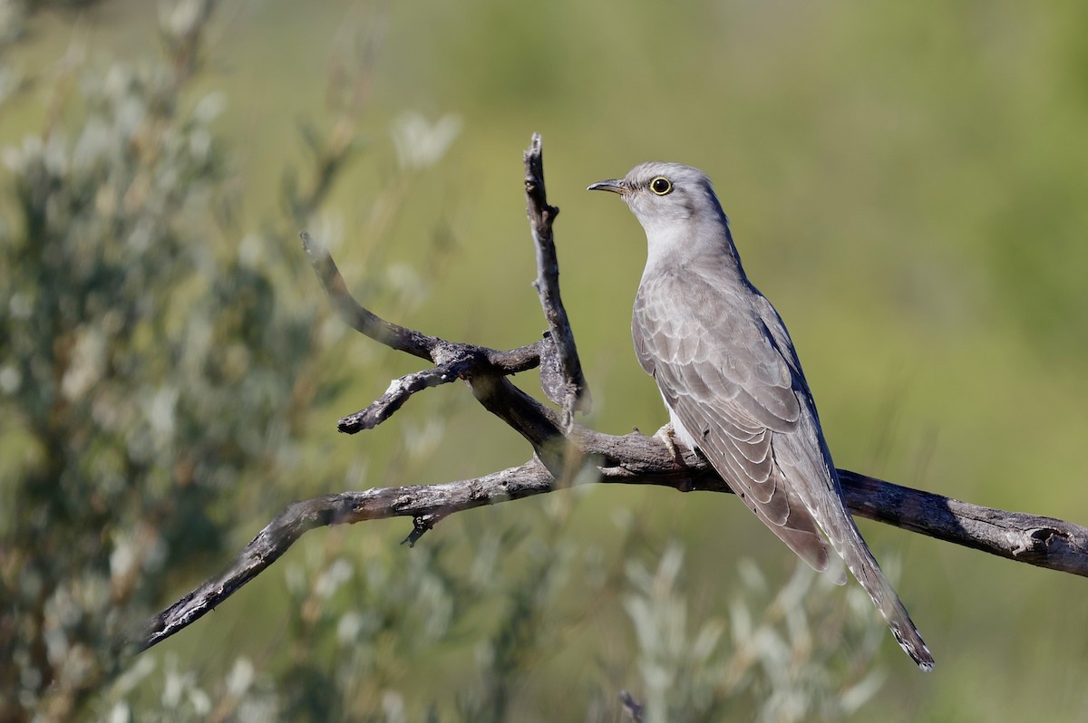 Pallid Cuckoo - ML638172971