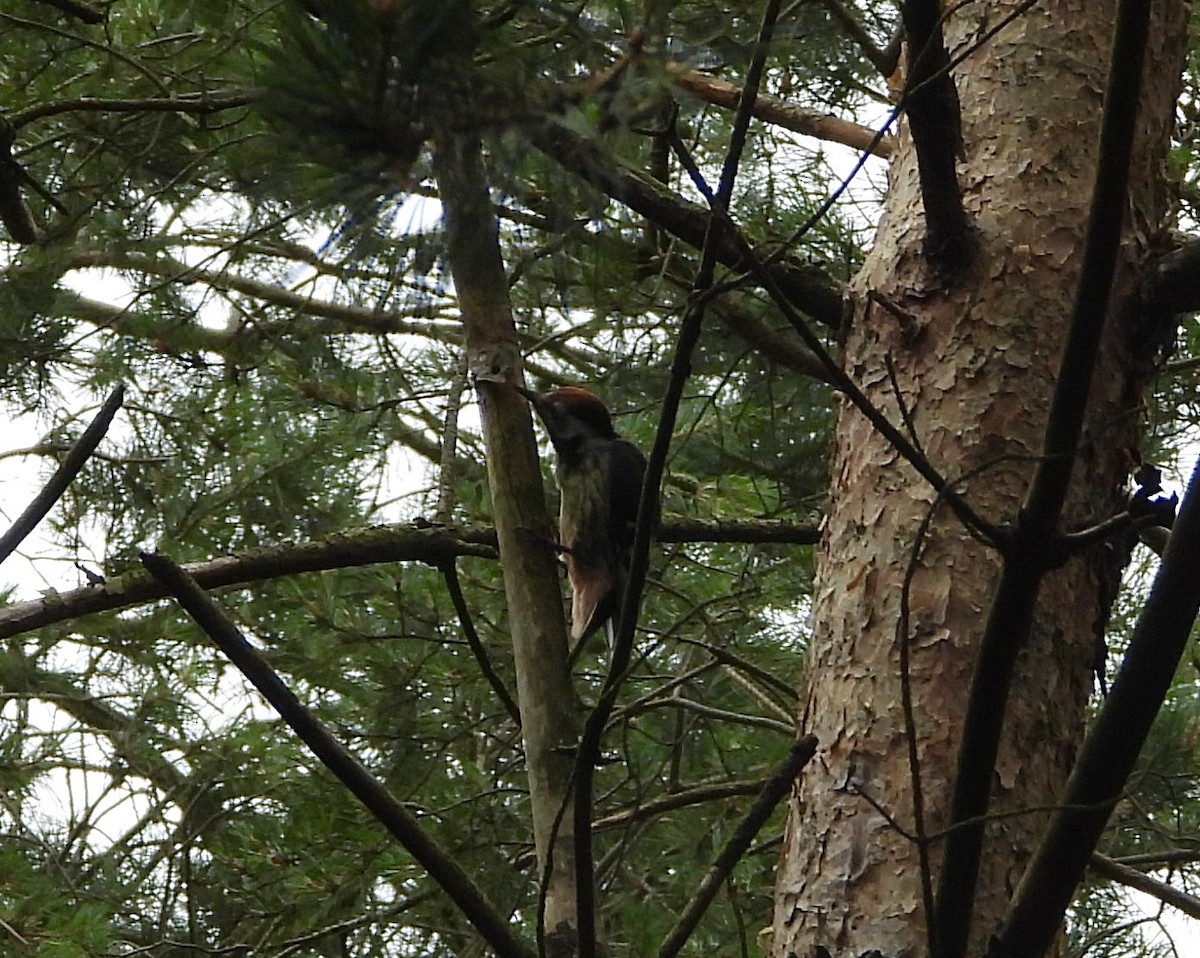 Middle Spotted Woodpecker - ML638172972