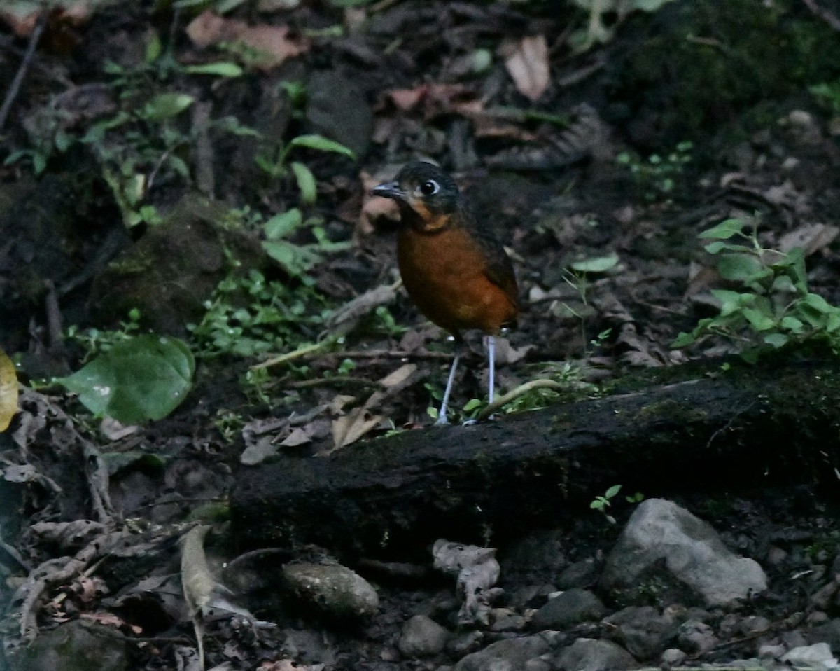Scaled Antpitta - ML638172984