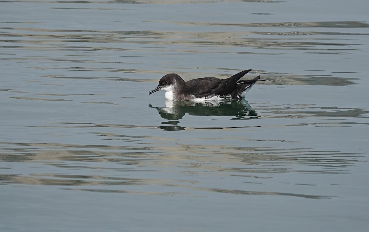 Manx Shearwater - ML638173045