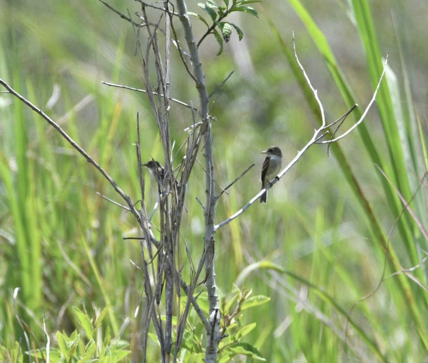 White-throated Flycatcher - ML638173049