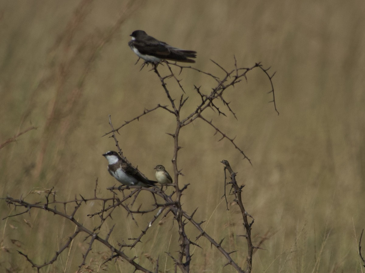 Banded Martin - ML638173069