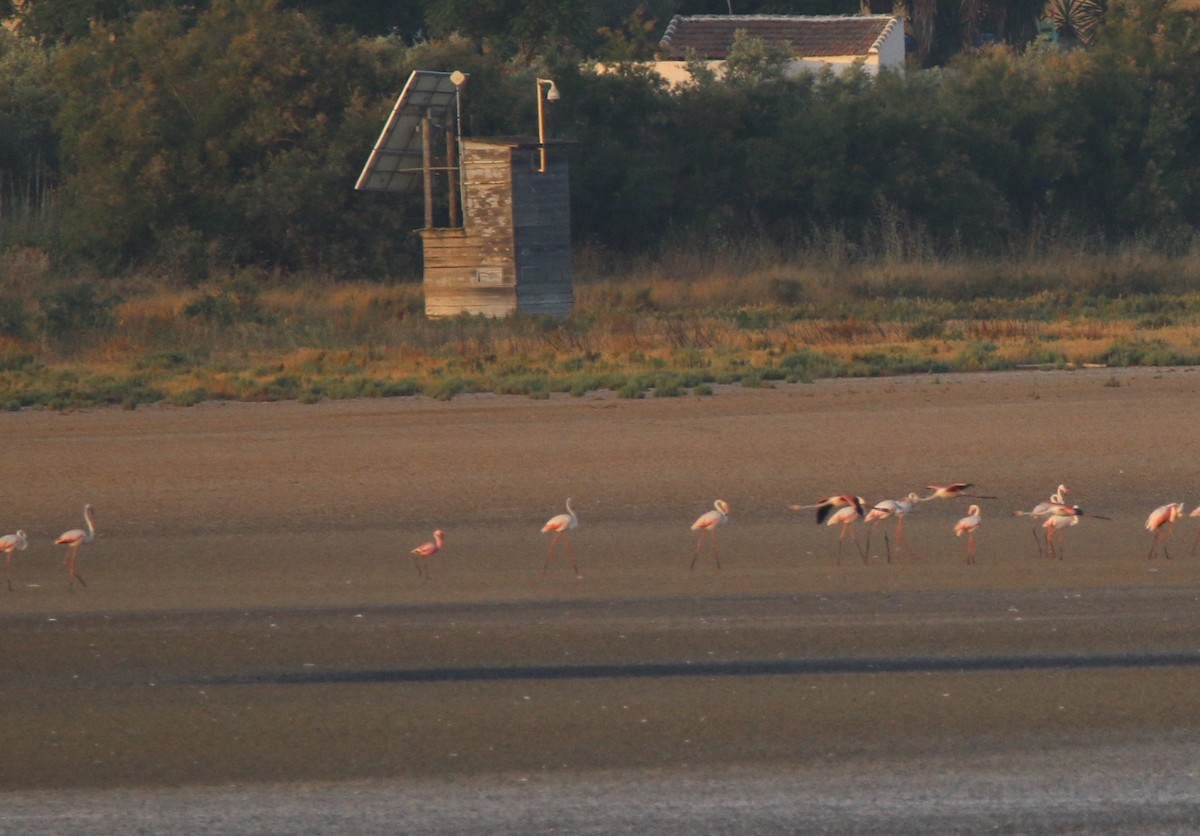 Lesser Flamingo - ML638173098