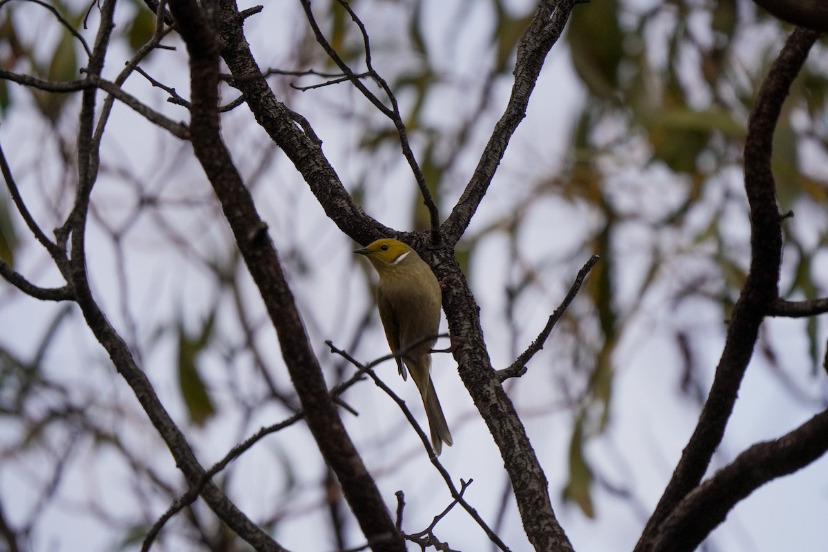 White-plumed Honeyeater - ML638173116