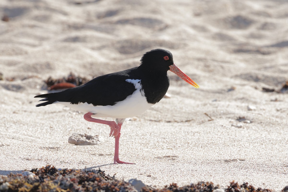 Pied Oystercatcher - ML638173127