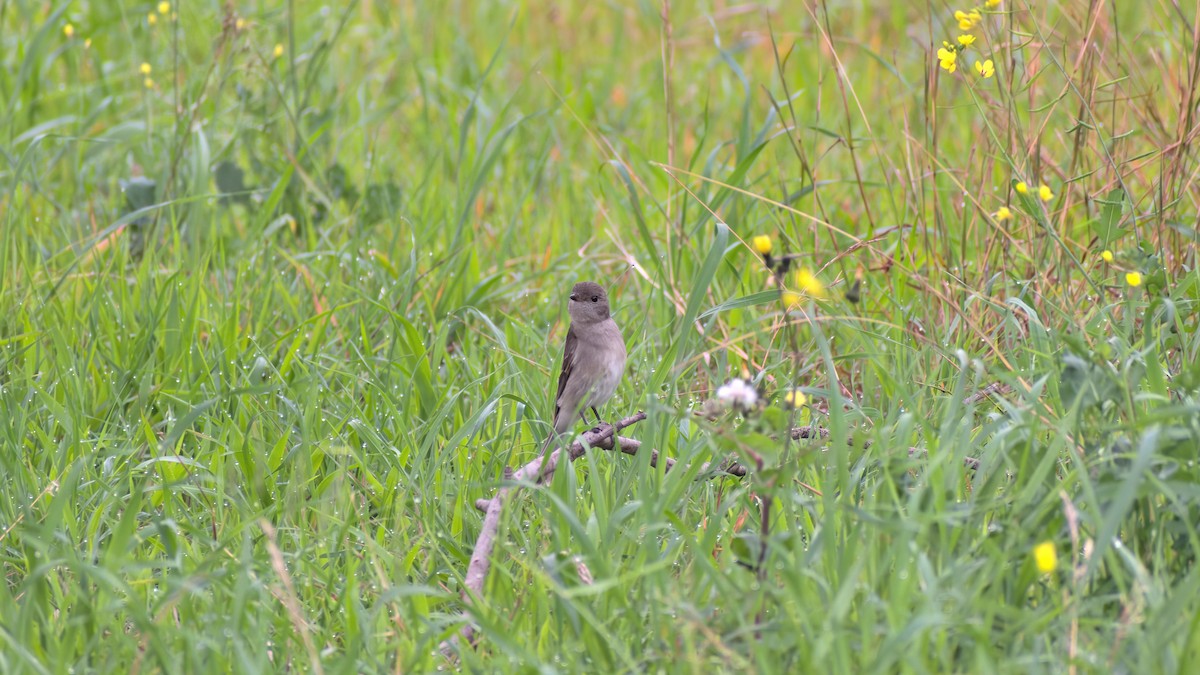 Golden Whistler (Eastern) - ML638173130