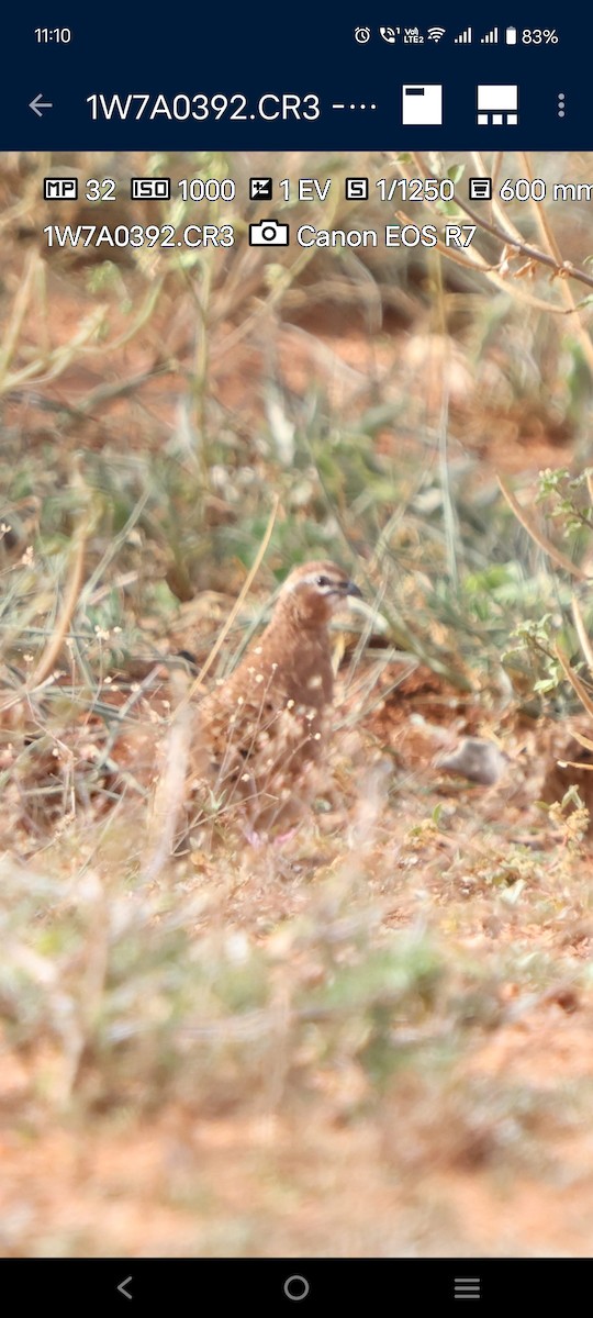 Rock Bush-Quail - ML638173161