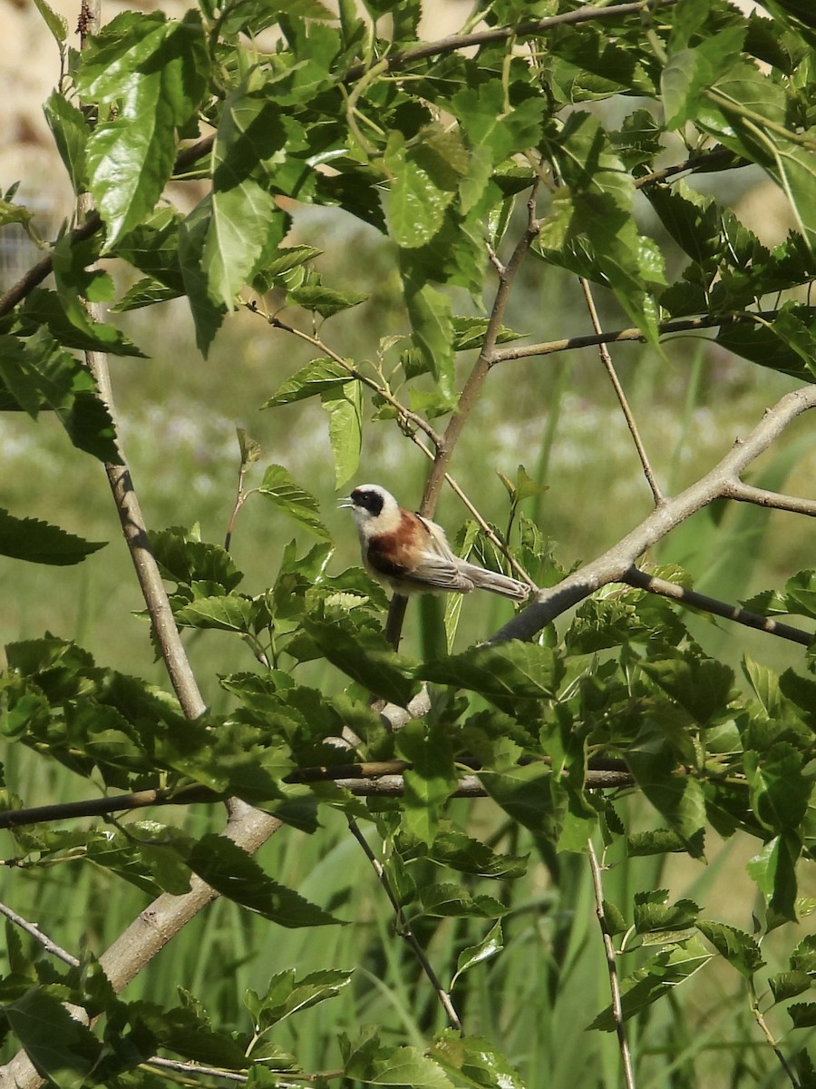 Eurasian Penduline-Tit - ML638173172