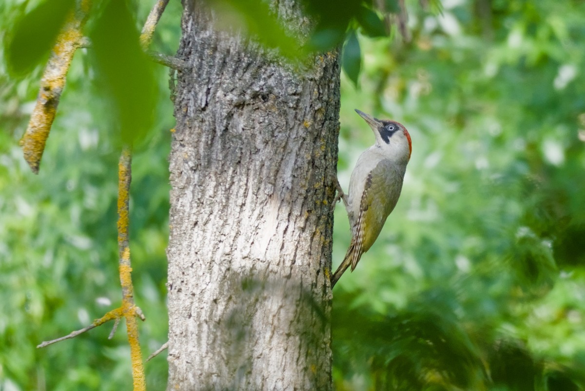 Eurasian Green Woodpecker - ML638173202