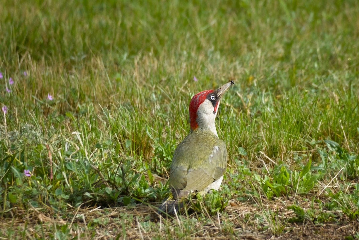 Eurasian Green Woodpecker - ML638173203